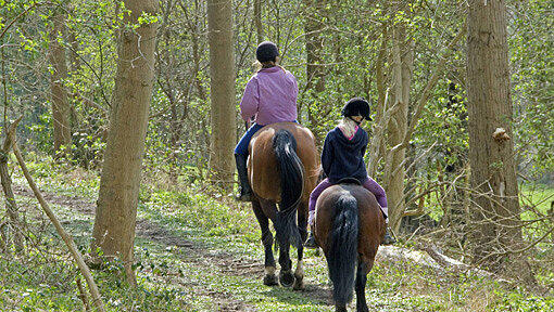 Freie Natur, keine Schule: Für viele Kinder ist ein Urlaub auf dem Ponyhof ein Traum.