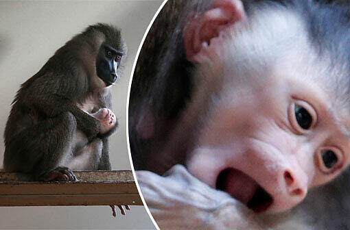 Wie süß! Im Münchner Tierpark Hellabrunn ist ein Drill-Baby auf die Welt gekommen...