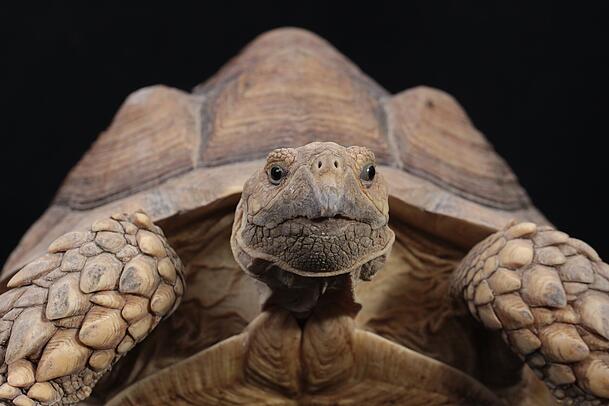 Auch Schildkröten werden zur Auffangstation gebracht. Auch Schildkröten werden zur Auffangstation gebracht.