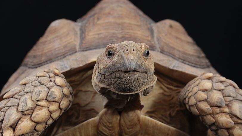 Auch Schildkröten werden zur Auffangstation gebracht. Auch Schildkröten werden zur Auffangstation gebracht.