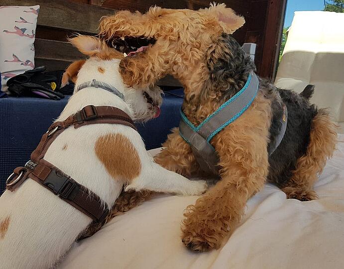 Jack Russel Terrier Hündin Mine und Welsh Terrier Rüde Blue
