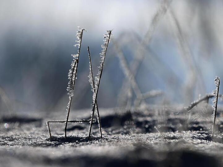 Mit Frost überzogene Halme glitzern im Sonnenschein. Foto: Karl-Josef Hildenbrand/dpa