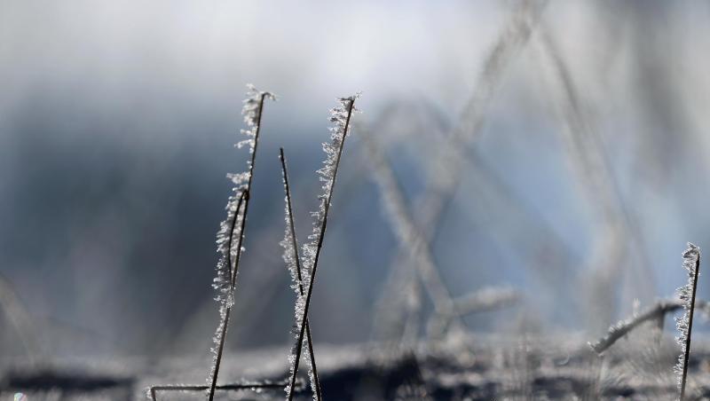 Mit Frost überzogene Halme glitzern im Sonnenschein. Foto: Karl-Josef Hildenbrand/dpa Mit Frost überzogene Halme glitzern im Sonnenschein. Foto: Karl-Josef Hildenbrand/dpa