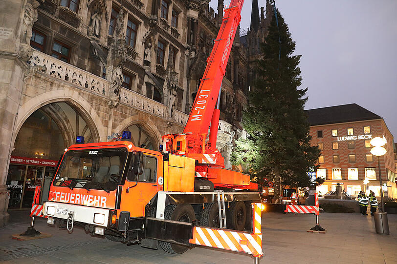 Der Baum wurde in einem zwei Meter tiefen Loch versenkt.