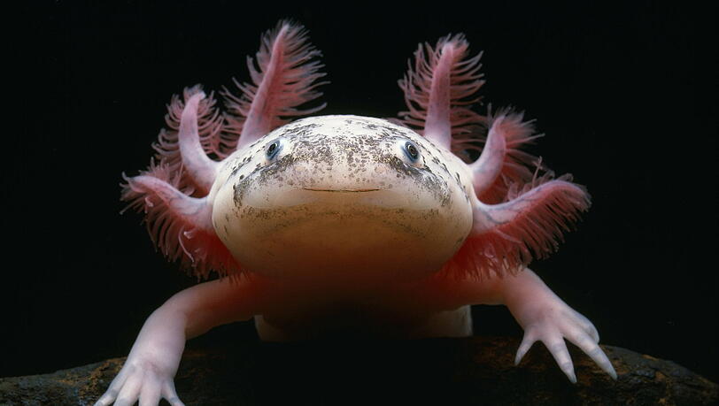 So schaut ein echtes Axolotl aus. So schaut ein echtes Axolotl aus.