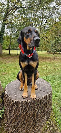 Kalif ist ein Schmuser, sehr gechillt, alle Hunde sind seine Freunde. Als "Jäger" mögen ihn sogar alle Hasen und Enten und sagen fang mich doch wenn Du kannst.