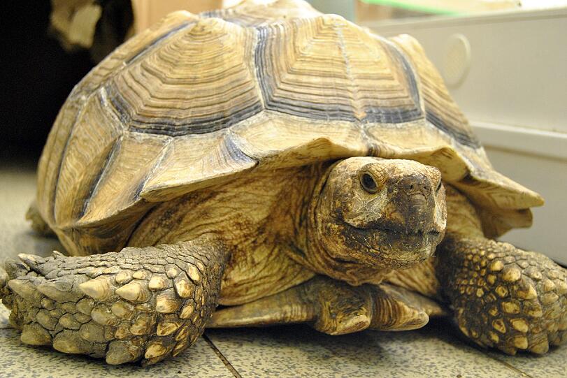 Durchaus beeindruckend: Spornschildkröte "Ronny" hatte es sich im Gleisbett der S-Bahn bequem gemacht.