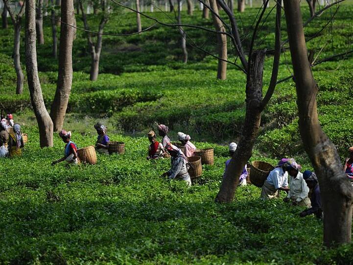 Teepflückerinnen arbeiten auf einer Teeplantage bei Bokakhat im indischen Bundesstaat Assam.