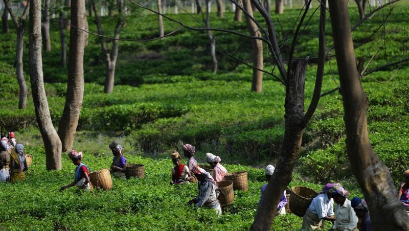 Teepflückerinnen arbeiten auf einer Teeplantage bei Bokakhat im indischen Bundesstaat Assam. Teepflückerinnen arbeiten auf einer Teeplantage bei Bokakhat im indischen Bundesstaat Assam.