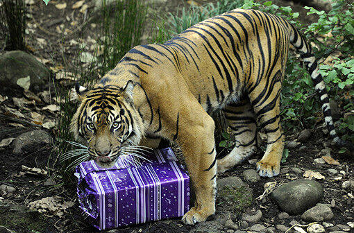 In Australien gibt es Geschenke offenbar auch für Tiere. Das Weihnachtspäckchen, das dieser Tiger im Zoo von Melbourne bekommen hat, enthält natürlich Fressen.
