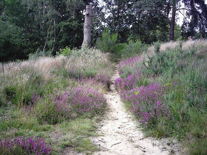 Naturschutzgebiet: Das West End in der englischen Graftschaft Surrey. Einer der 4272 Einwohner heißt...