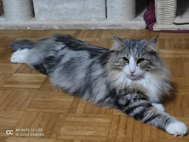 Gitano