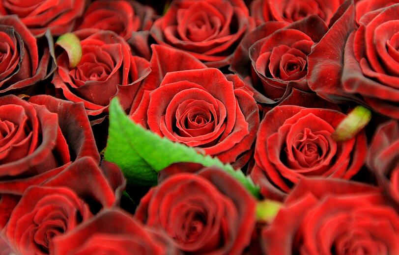 Es hätten auch rote Rosen sein können. Ein Romeo entschied sich stattdessen zu einer ungewöhnlichen Liebesbekundung: Er ätzte riesengroße Herzen in die Wiesen zweier Bauern.