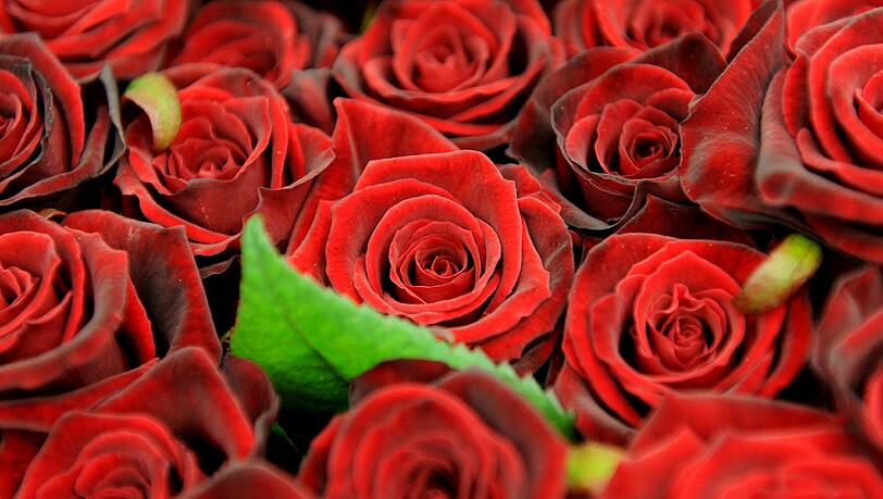 Es hätten auch rote Rosen sein können. Ein Romeo entschied sich stattdessen zu einer ungewöhnlichen Liebesbekundung: Er ätzte riesengroße Herzen in die Wiesen zweier Bauern. Es hätten auch rote Rosen sein können. Ein Romeo entschied sich stattdessen zu einer ungewöhnlichen Liebesbekundung: Er ätzte riesengroße Herzen in die Wiesen zweier Bauern.