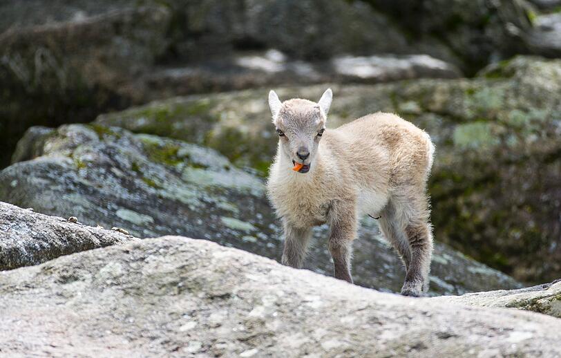 Der kleine Steinbock lässt es sich schmecken.