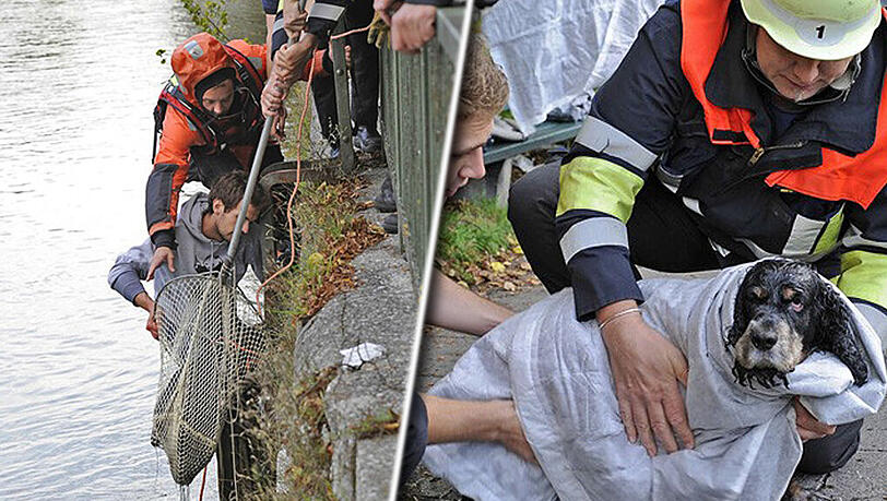 Italiener rettet hilflosen Hund aus eiskalter Isar | Abendzeitung München