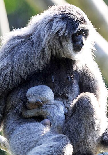 Silbergibbon-Mama Pangrango mit ihrem Baby