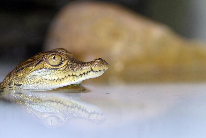 Die Baby-Krodile aus dem Kölner Zoo.