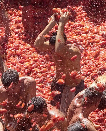 Noch sind die frischen Tomaten (fast) alle heil - aber nichrt mehr lange: Die Schlacht beginnt!