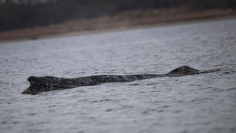 Der Wal ist in der Nacht zu Sonntag erneut von der Sandbank freigekommen.