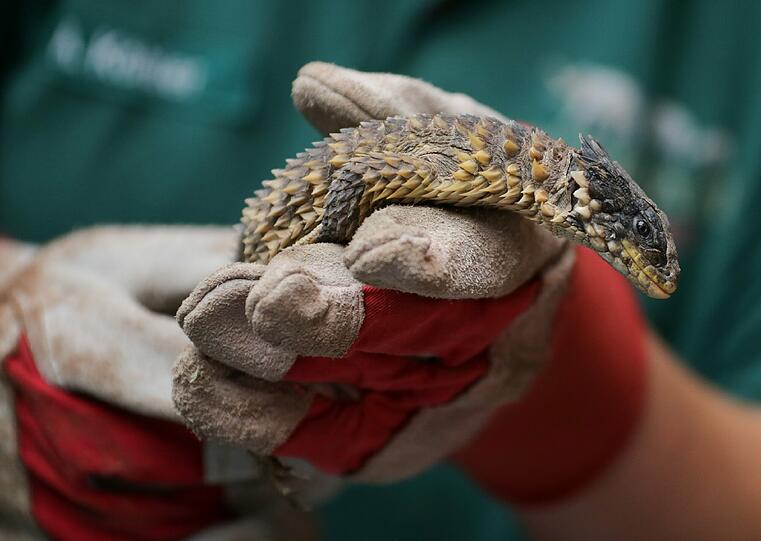 Inventur im Zoo: der Hamburger Tierpark "Hagenbeck" zählt einmal im Jahr seinen (Tier-)Bestand durch. Hier wird gerade eine Oman-Dornschwanzagame (Uromastyx thomasi) von einer Pflegerin begutachtet.