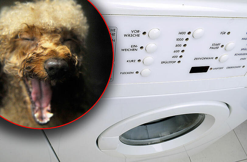 Aus Versehen steckte ein Mädchen den Familienhund in die Waschmaschine.(Symbolbild)