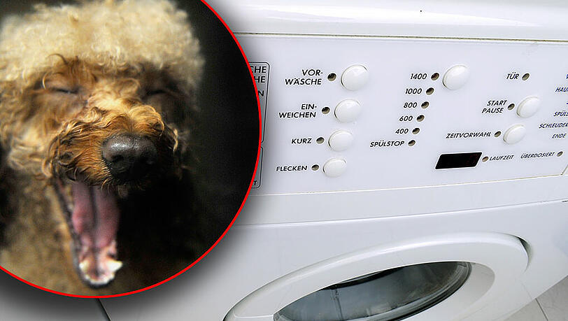 Aus Versehen steckte ein Mädchen den Familienhund in die Waschmaschine.(Symbolbild) Aus Versehen steckte ein Mädchen den Familienhund in die Waschmaschine.(Symbolbild)