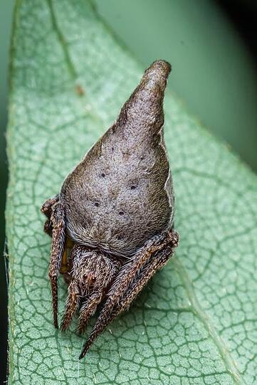 Diese Spinne aus Indien hat die Form eines Zaubererhutes und wurde nach der Harry-Potter-Figur Godric Gryffindor benannt: Eriovixia gryffindori.