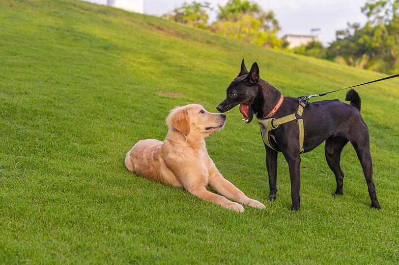 Bei manchen Redewendungen ergibt sich aus der Art des erwähnten Tieres eine leicht veränderte Bedeutung. Sagen wir zum Beispiel "Hunde, die bellen, beißen nicht", trösten wir uns vor allem damit. Jemand gibt sich laut und gefährlich, wird er uns aber wohl nichts anhaben wollen. Bei manchen Redewendungen ergibt sich aus der Art des erwähnten Tieres eine leicht veränderte Bedeutung. Sagen wir zum Beispiel "Hunde, die bellen, beißen nicht", trösten wir uns vor allem damit. Jemand gibt sich laut und gefährlich, wird er uns aber wohl nichts anhaben wollen.