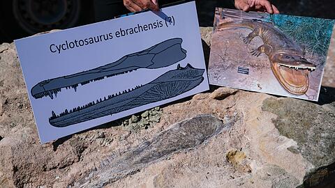 Eine Grafik eines Cyclotosaurus neben dem auf dem Felsbrocken erkennbaren, gefundenen Unterkieferkochen eines Cyclotosaurus.