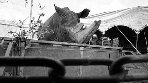 Nach schwerer Krankheit ist das Nashorn des Circus Krone, Tsavo, gestorben.