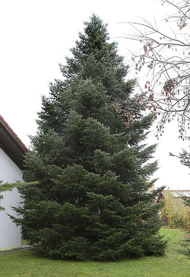 25 Jahre ist die Weißtanne im Garten von Alois Wagensonner gewachsen.