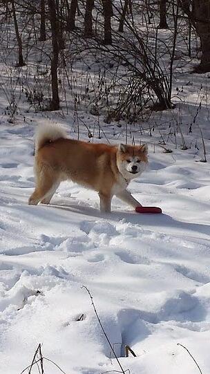 Ein Bild aus glücklicheren Hundetagen im Winter.