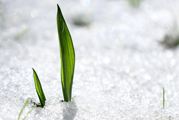 Ein junger Bärlauch ragt in einem Garten im bayerischen Kaufbeuren aus dem Schnee. Ein junger Bärlauch ragt in einem Garten im bayerischen Kaufbeuren aus dem Schnee.