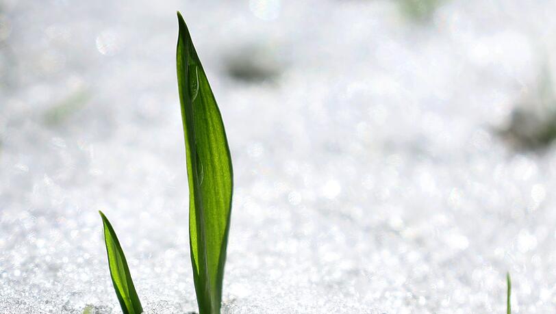 Ein junger Bärlauch ragt in einem Garten im bayerischen Kaufbeuren aus dem Schnee. Ein junger Bärlauch ragt in einem Garten im bayerischen Kaufbeuren aus dem Schnee.