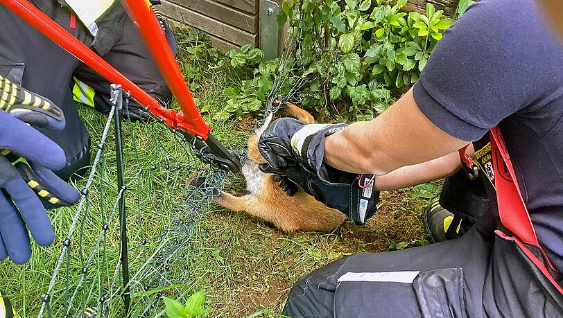 Der Fuchs hat sich in einem Zaun verheddert.