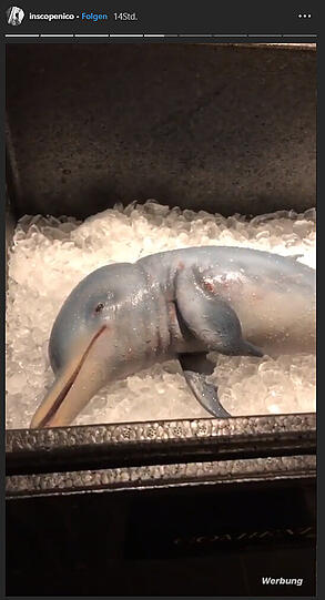 Ist das tote Delfin-Baby tatsächlich echt?