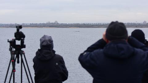 Der Wal lag am Sonntag wenige Hundert Meter vom Festland entfernt.