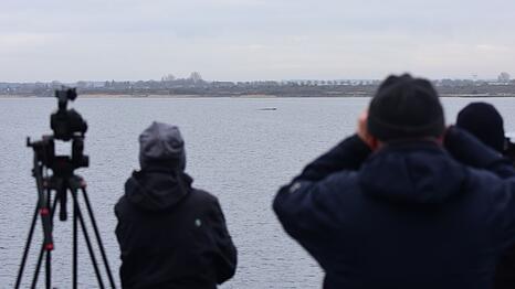 Der Wal lag am Sonntag wenige Hundert Meter vom Festland entfernt.