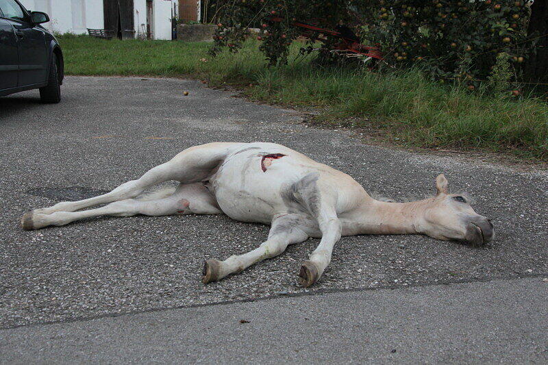 Wurde nicht alt: das drei Monate junge Pony in Garching an der Alz.