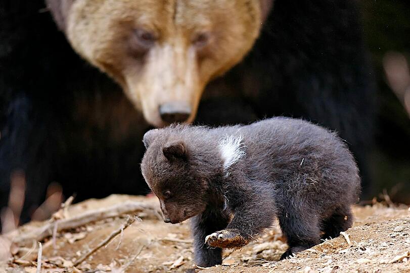 Die kleinen erkunden forsch die Umgebung im Nationalpark Bayerischer Wald.