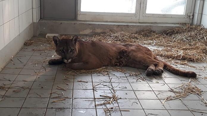 Der Puma "Pele".