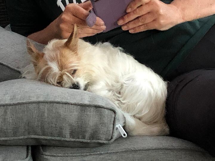 Feli