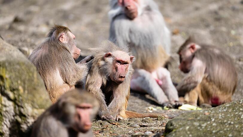 23 Mantelpaviane aus dem Tierpark Hellabrunn sind nach Bosnien und Algerien umgezogen. 23 Mantelpaviane aus dem Tierpark Hellabrunn sind nach Bosnien und Algerien umgezogen.
