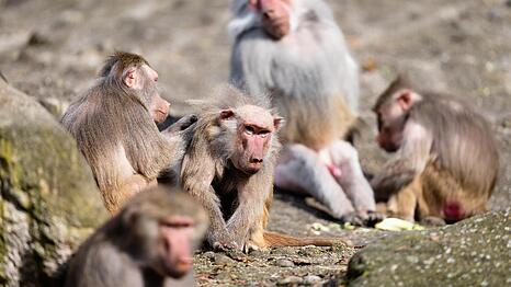 23 Mantelpaviane aus dem Tierpark Hellabrunn sind nach Bosnien und Algerien umgezogen.