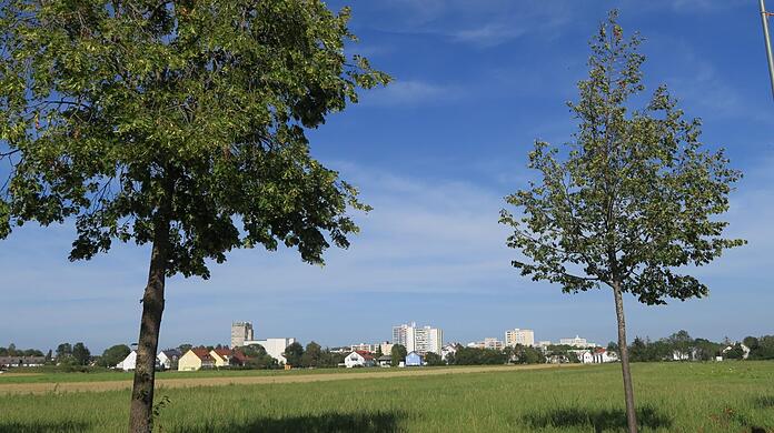 Hier sollen einmal 5.000 Münchner wohnen: Das Baugebiet Lerchenauer Feld, gesehen von der schmalen und vielbefahrenen Lerchenauer Straße aus.