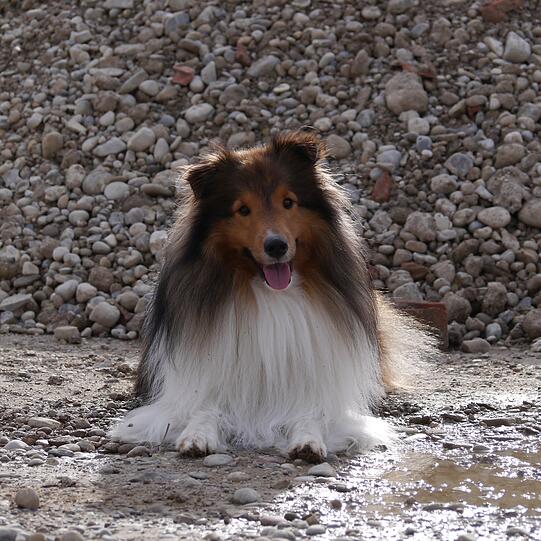 Loki