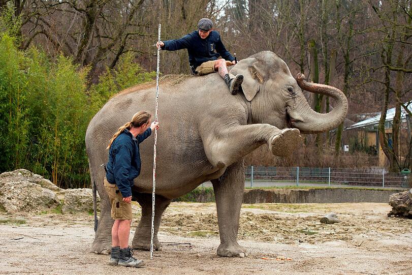 Hier messen zwei Tierpfleger die Höhe der Elefantenkuh Mangala.