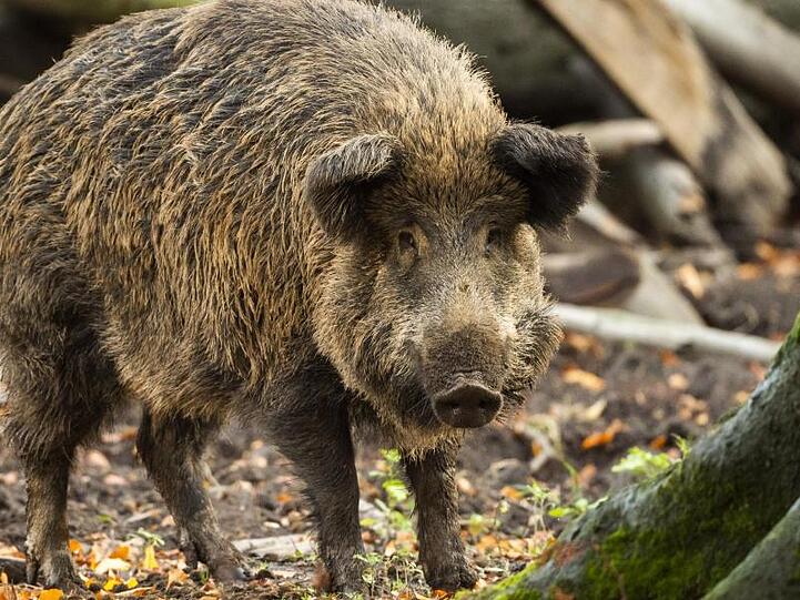 Ein Wildschwein steht in einem Gehege im Wildpark Düsseldorf.