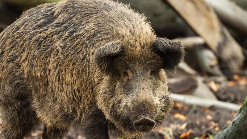Ein Wildschwein steht in einem Gehege im Wildpark Düsseldorf. Ein Wildschwein steht in einem Gehege im Wildpark Düsseldorf.